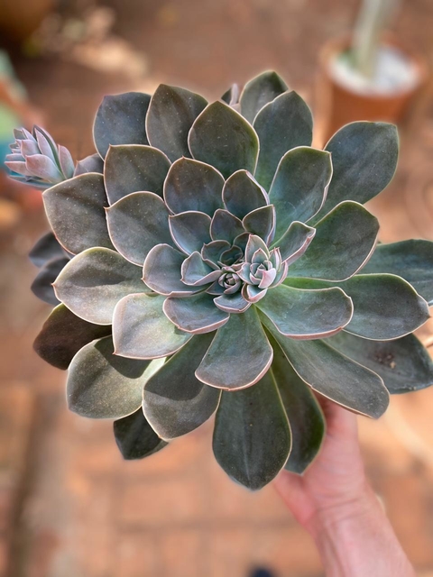 Híbrido de Lutea (Pote 9)