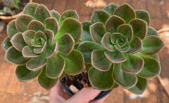 Echeveria Melaco (Pote 9) - comprar online