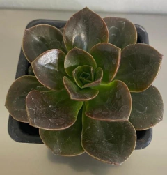 Echeveria Melaco (Pote 9) na internet