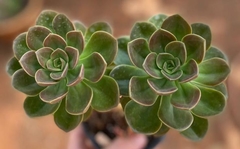Echeveria Melaco (Pote 9)