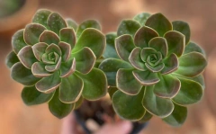Echeveria Melaco (Pote 9)