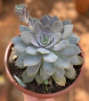 Echeveria Ceniza (Pote 9)