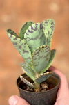 Kalanchoe Marmorata (Pote9)