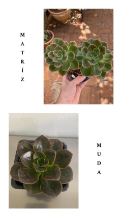 Echeveria Melaco (Pote 9) - FLOR DE PEDRA - Loja virtual 