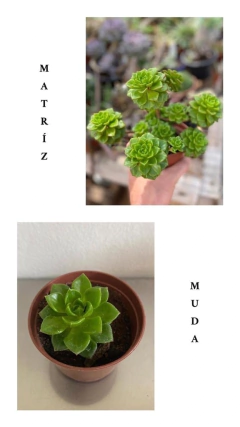 Sedeveria Letizia (Pote 9) - loja online