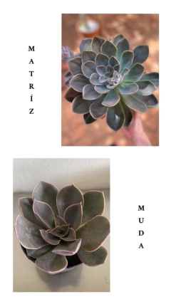 Híbrido de Lutea (Pote 9) na internet