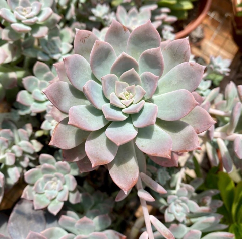 Graptoveria Milky Way (Pote 9)