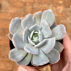 Echeveria Caly Argentea (Pote 9) - comprar online
