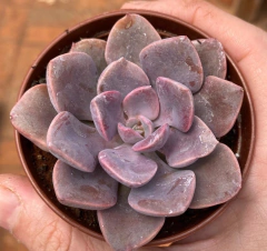 Graptoveria Debbie (Pote 9) - comprar online