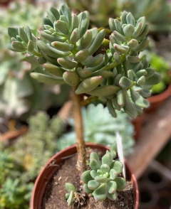Pachyphytum Dr. Cornelius (Pote 9) - comprar online