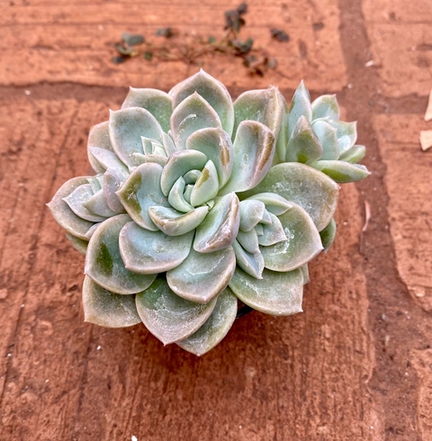 Echeveria Fantome (Pote 9)