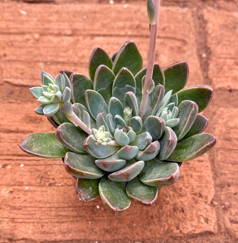 Suculenta Winds of Change (Graptoveria ) (Pote 9)