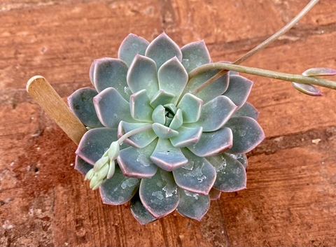 Pretty in Pink Suculenta (pote 9)