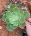 Echeveria Ecuador (Pote 11)