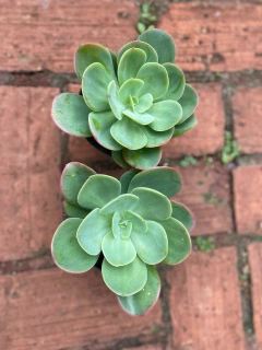 Echeveria Ecuador (Pote 11) - comprar online