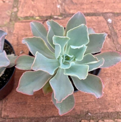 ECHEVERIA MURIEL (POTE 11) na internet