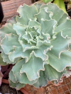 ECHEVERIA MURIEL (POTE 11)