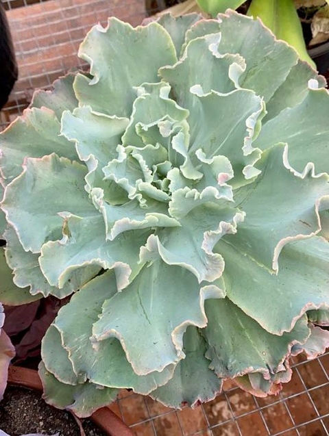 ECHEVERIA MURIEL (POTE 11)