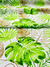 TROPICAL ESTAMPADO N29