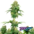 Girl Scout Cookies x3 Sensi Seeds