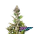Morpheus x3 Buddha Seeds