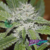 Amnesia Ryder Auto x3 World of Seeds