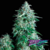 Anubis Auto x4 Pyramid Seeds - comprar online