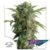 Daiquiri Lime Auto x3 Dutch Passion