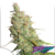 Desfran Auto x3 Dutch Passion