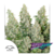 Think Different Auto x3 Dutch Passion