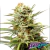 White Widow Auto x3 Dutch Passion