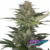 zkittlez auto x3 Buddha seeds