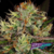 Chocolate Wafflez x3 Paradise Seeds - comprar online