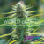 Colombian Gold x3 World of Seeds