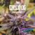 Choco Og (CH1439XMT) x3 1439criadores - comprar online