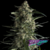 Galaxy x4 Pyramid Seeds