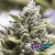 OG Kush Auto x3 Humboldt - comprar online
