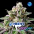 G-Mint x12 BSF