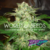 Mazar Kush x3 World of Seeds