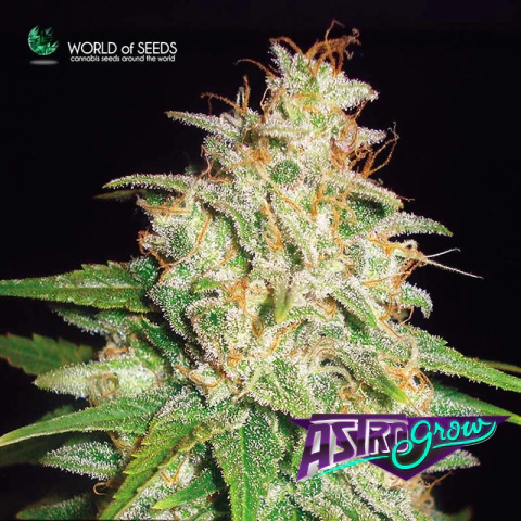 Mazar x White Rhino x 3 World of seeds