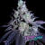 Miracle Breath x4 Sweedlab