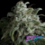 Nefertiti x4 Pyramid Seeds
