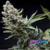 New York City x4 Pyramid Seeds