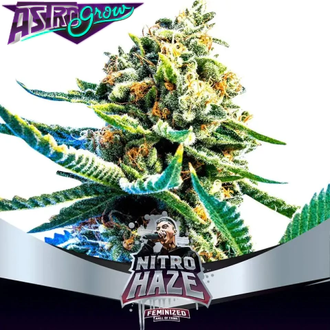 Nitro Haze Fem x2 BSF