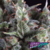 Olympia x4 Pyramid Seeds