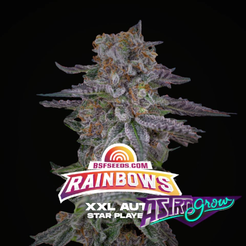 Rainbow Auto x12 BSF