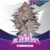 Blueberry Fem x12 BSF
