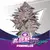 Blueberry Fem x7 BSF