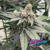 SF Rabona (THC Fem) Satan&Co - comprar online
