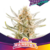 Rainbows x7 BSF